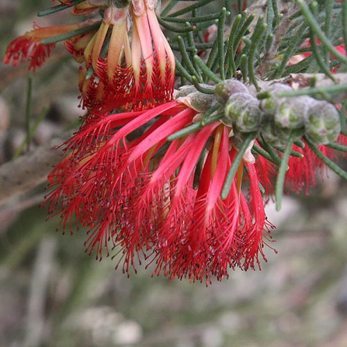 Calothamnus quadrifidus - One Sided Bottlebrush