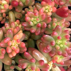 Sedum rubrotinctum rubra Red Jelly Beans