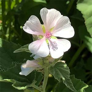 The Marshmallow Plant - Althaea officinalis