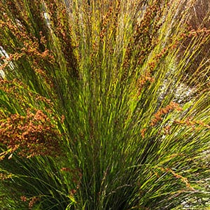 Rare Tassel Cord Rush Restio tetraphyllus grass 10 seeds UK SELLER