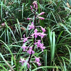 Dipodium rosem - Hyacinth Orchid