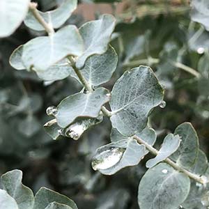 Eucalyptus kruseana - Bookleaf Mallee