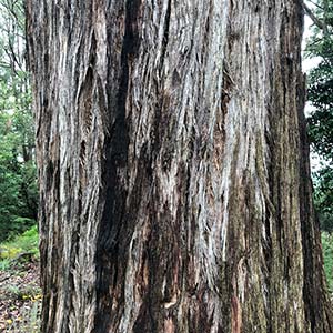 Eucalyptus obliqua - The messmate stringybark - Trunk Detail