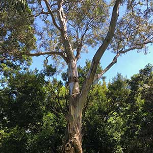 Eucalyptus camaldulensis - River Red Gum