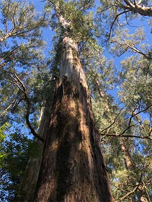 Eucalyptus regnans - Mountain Ash