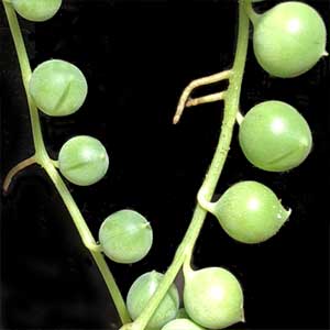 The String of Pearls Plant - Senecio rowleyanus