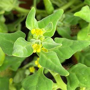Tetragonia tetragonioides - Warrigal Greens