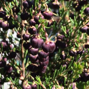 Boronia megastigma 'Heaven Scent' - A Fragrant Native Plant