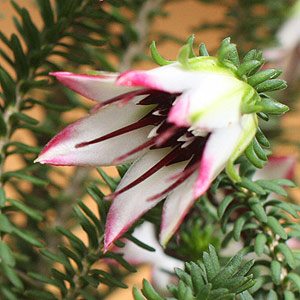Darwinia meeboldii  - Cranbrook Bell