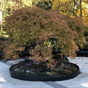 Pruning Japanese Maples