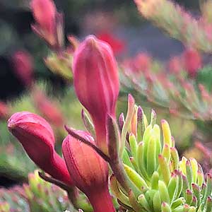 Lechenaultia formosa - Flower Buds and Folaige