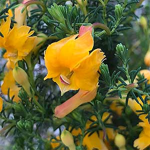 Lechenaultia formosa - Yellow form
