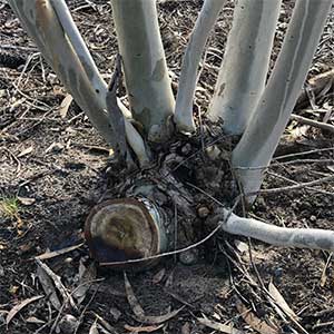 Eucalyptus lacrimans - Pruning