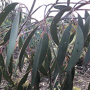Eucalyptus lacrimans 