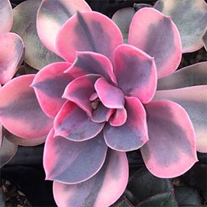 stressed-succulent-colour