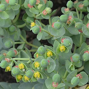 Euphorbia myrsinites - Flowers