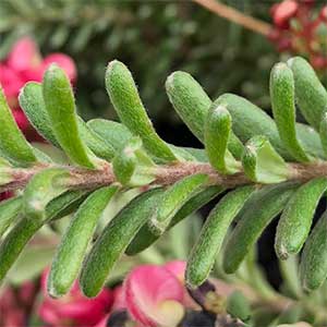 Grevillea lanigera 'Mount Tamboritha' - Foliage