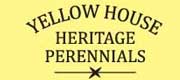 yellow house perennials