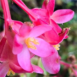 Begonia fuchsiodes - Flower