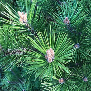 Pinus densiflora - Foliage