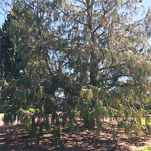 Pinus patula - Mexican Weeping Pine