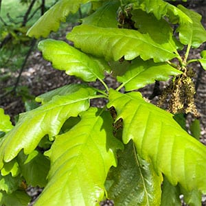 Quercus canariensis - Foliage
