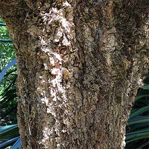 Allocasuarina torulosa - Bark detail