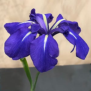 Iris laevigata - Japanese Water Iris