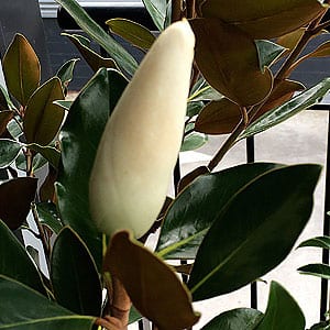 Magnolia Little Gem