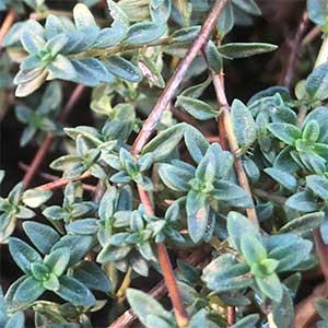 Thymus herba barona -  Caraway thyme