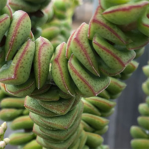 Crassula Jade Necklace - Foliage