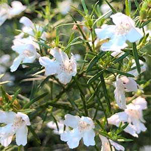 Westringia longifolia - Snow Flurry
