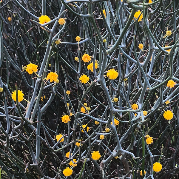 Acacia aphylla - Leafless Rock Wattle