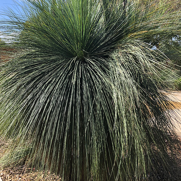 Xanthorrhoea australis - Common Grass Tree