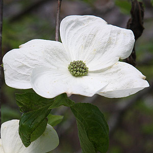 Cornus Eddies White Wonder - Pirianda Garden
