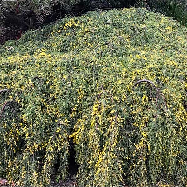 Acacia cardiophylla 'Gold Lace'
