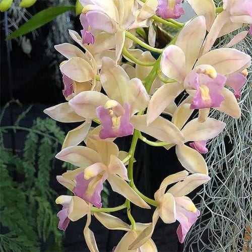 cascading cymbidium sarah jean peach 1
