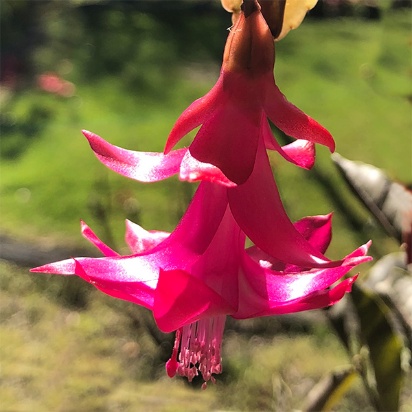 Red Flowering Zygocactus Variety