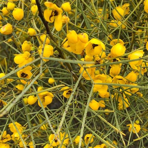senna artemisioides