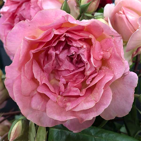 Rose - Souvenir de Mme Leonie Viennot