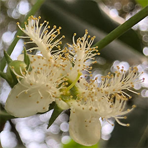 Lophostemon confertus - Flower