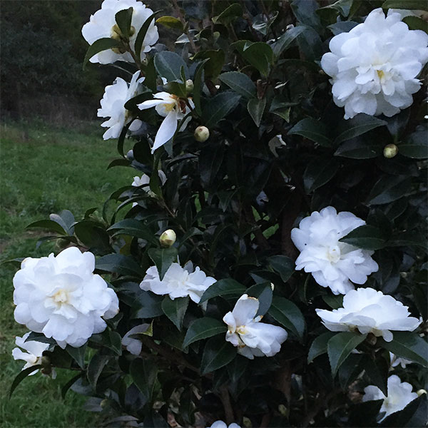 Camellia 'Avalanche'