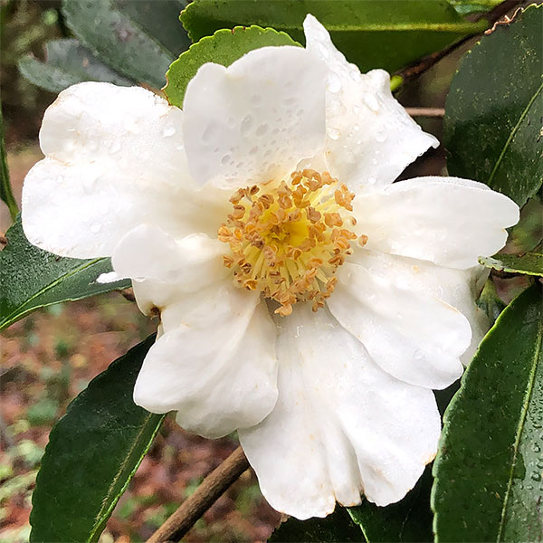 Camellia sasanqua Setsugekka