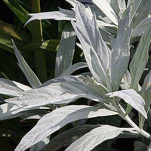 Artemisia ludoviciana ‘Valerie Finnis’