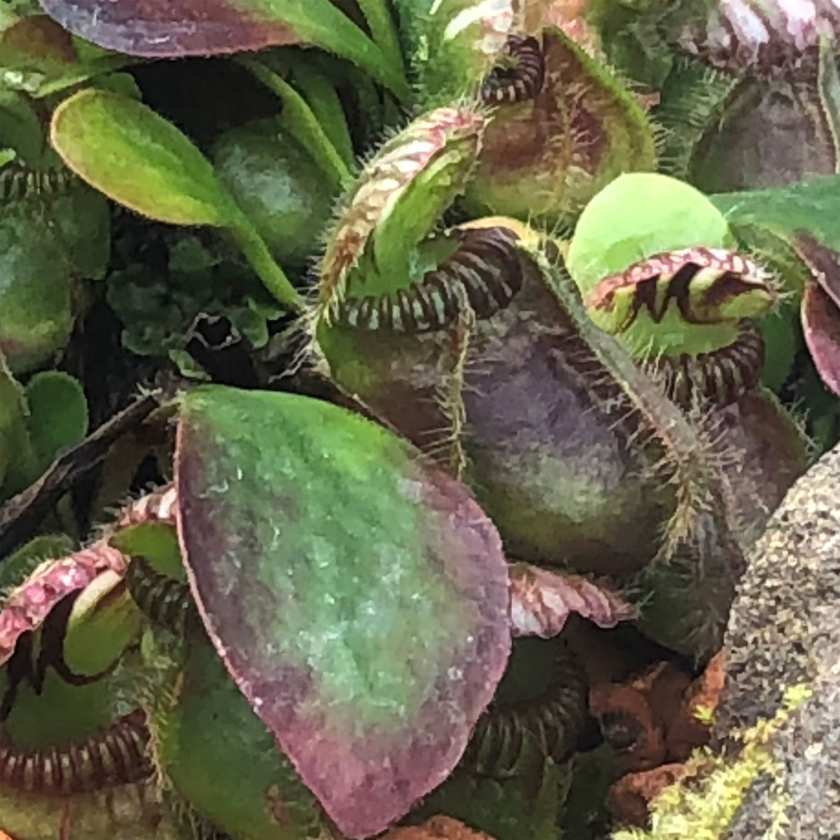 Cephalotus follicularis - Albany Pitcher Plant