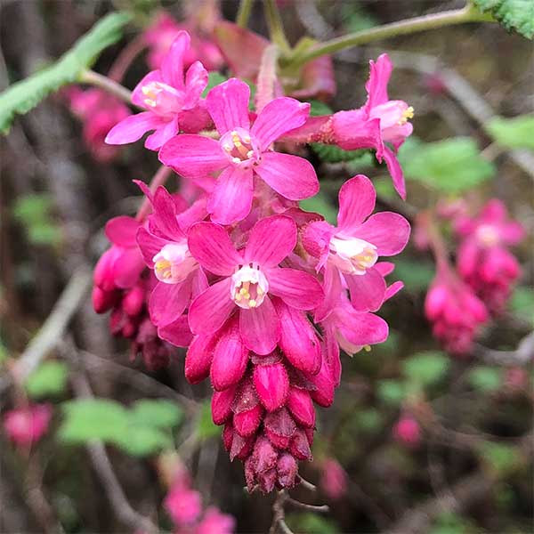 Ribes sanguineum - Pink Flowering Currant
