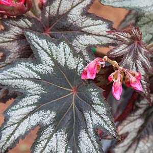 Begonia 'Little Brother Montgomery'