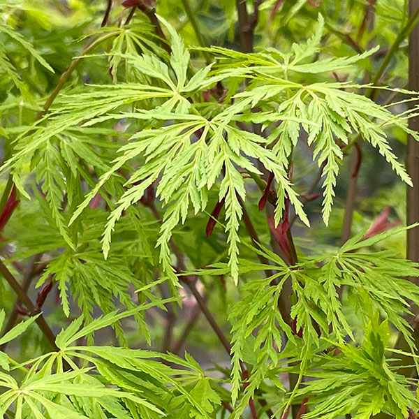 Acer palmatum dissectum ’Seiryu’ Foliage
