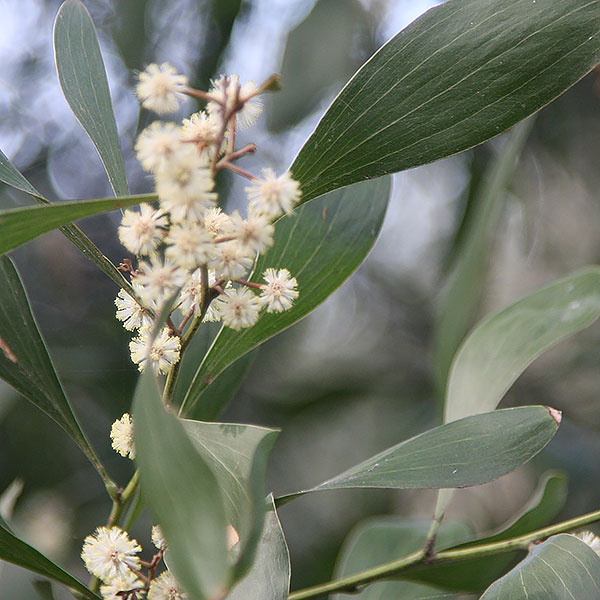 Acacia melanoxylon 