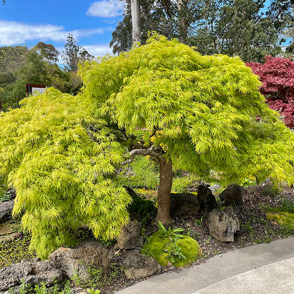 Japanese Maple - Green Weeping Form